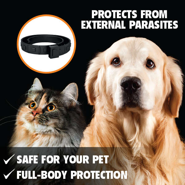 Anti-parasite collar for pets - Kantick Plus - AI WEB SHOP